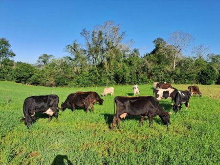 Misiones fortalece la sanidad animal y la soberanía alimentaria imagen-6