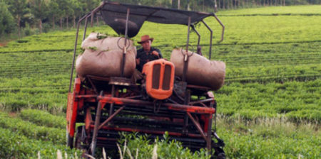 Productores e industria acordaron en 80 pesos el kilo de hoja verde del té imagen-12