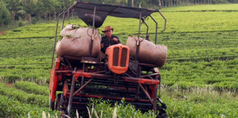 Productores e industria acordaron en 80 pesos el kilo de hoja verde del té imagen-4