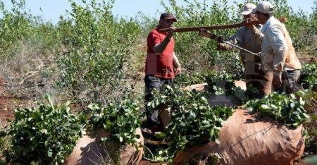 La Nación confirmó la desregulación del mercado yerbatero imagen-15