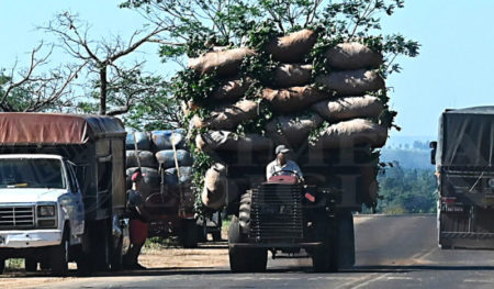 La AFIP elimina trabas en la comercialización y producción de la yerba mate imagen-8