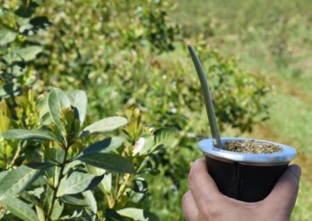 Los productores analizan parar la cosecha de yerba ya que aseguran que el precio de la hoja verde cayó por debajo de los 100 pesos – OberaInside... imagen-8