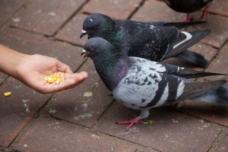 Cómo guiar misiles con palomas, respirar por el ano y saber si un gusano está borracho: los premios a las investigaciones más raras imagen-14