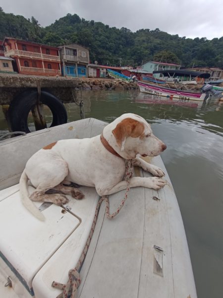 Viajó de mochilera a la playa y un perro se refugió en la casa que alquilaba: “Llevalo con vos o lo matamos” imagen-14