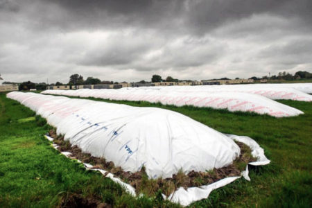 Habló Milei y los dólares del agro se asustaron imagen-12