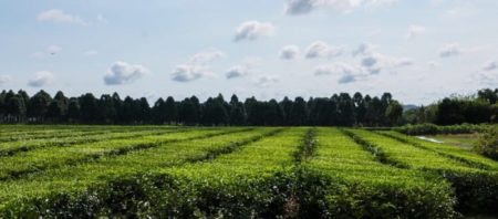 Posadas será escenario de la jornada regional sobre agricultura sostenible imagen-16