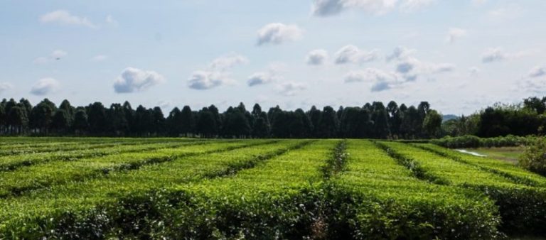 Posadas será escenario de la jornada regional sobre agricultura sostenible imagen-4