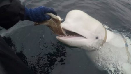 Hallan muerta en aguas de Noruega a una célebre supuesta "ballena espía" de Rusia imagen-9