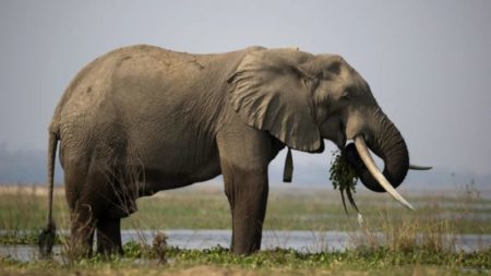 Zimbabwe sacrificará 200 elefantes para alimentar a los ciudadanos hambrientos por la sequía imagen-10