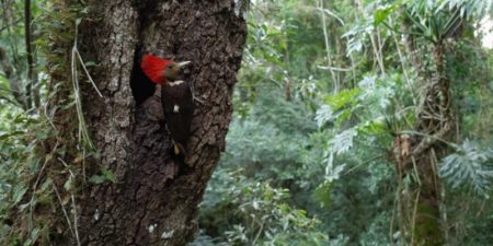 Premian a investigador del IBS/CONICET por su trabajo fotográfico de una especie amenazada imagen-15