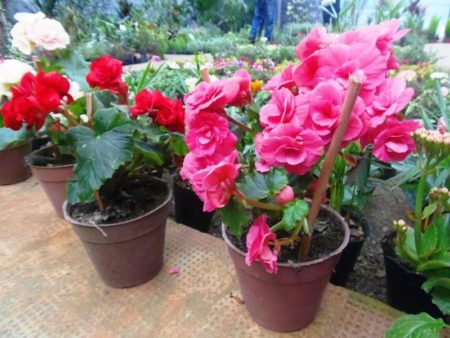 Crean el Programa de Fomento de la Floricultura para fortalecer su comercialización y regular la cadena productiva imagen-11