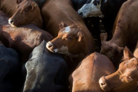 Repuntó el valor de la hacienda en el Mercado Agroganadero de Cañuelas imagen-15