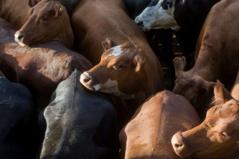 Repuntó el valor de la hacienda en el Mercado Agroganadero de Cañuelas imagen-4