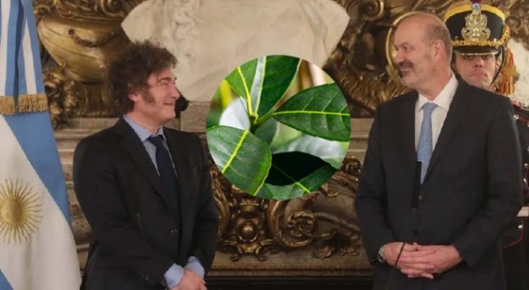 Yerba mate: Federico Sturzenegger celebró el desplome del precio de la hoja verde para el productor imagen-4