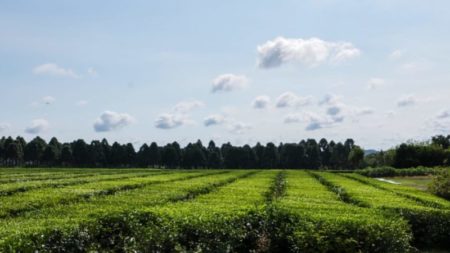 Misiones será sede de un encuentro internacional de agricultura sostenible imagen-15