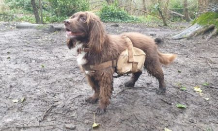 Estos perros con mochilas cargadas de semillas ayudan a reforestar una reserva urbana en Londres imagen-11