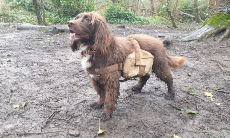 Estos perros con mochilas cargadas de semillas ayudan a reforestar una reserva urbana en Londres imagen-4