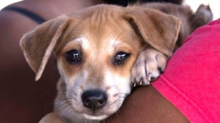 Campaña de veterinaria gratuita para mascotas este 14 de septiembre: distritos y servicios que se ofrecerán imagen-11