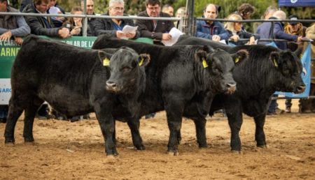 Semana Angus: se viene lo mejor de la raza con una notable participación de animales imagen-14