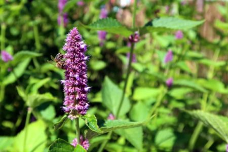 La planta poco conocida que reduce la hinchazón abdominal, mejora la digestión y protege contra bacterias imagen-11