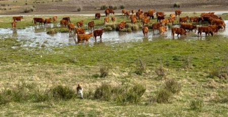 Deforestación: enérgico planteo y pedido al Mercosur para que rechace una normativa de la Unión Europea imagen-12