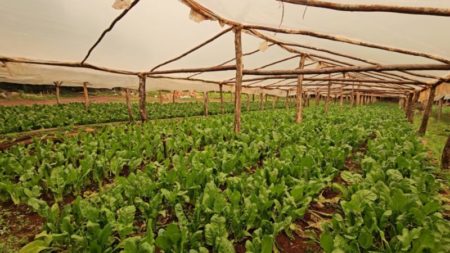 El Mercado Central de Misiones implementa sistema avanzado para monitoreo de productores locales imagen-8