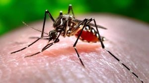 Dengue: qué riesgos conlleva una segunda infección y cómo prevenirla imagen-16