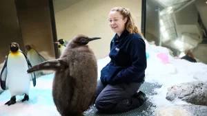 El pingüino bebé Pesto ya es más alto que sus padres. Ahora es una estrella de las redes sociales imagen-1