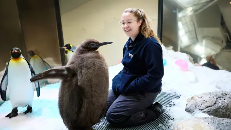 El pingüino bebé Pesto ya es más alto que sus padres. Ahora es una estrella de las redes sociales imagen-4