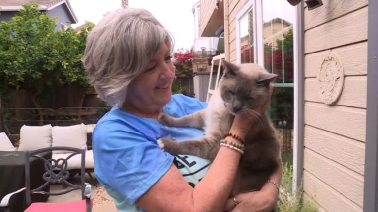 Un gato se perdió en Yellowstone y recorrió casi 1.500 kilómetros para regresar a casa imagen-3