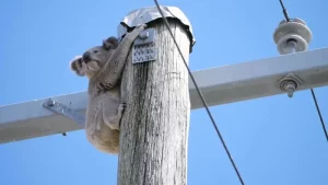 Los Koalas están en postes eléctricos, carreteras y escuelas; no es buena señal para evitar su extinción ante la pérdida de su hábitat imagen-3