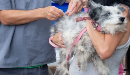 Sanidad animal: el Imusa continúa brindando atención veterinaria esencial imagen-12