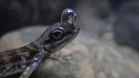 El "tanque de oxígeno" que tiene incorporado el lagarto buceador le permite respirar bajo el agua, dicen los científicos imagen-9