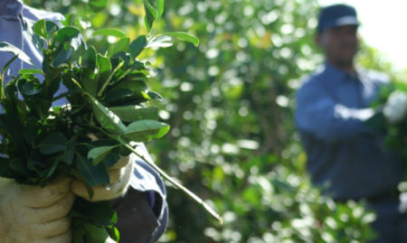 En busca del precio justo: mañana lunes los productores yerbateros se reúnen con el Ministro del Agro imagen-8