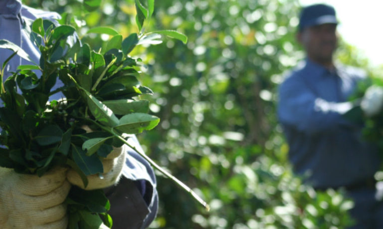 En busca del precio justo: mañana lunes los productores yerbateros se reúnen con el Ministro del Agro imagen-4