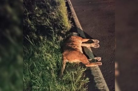 Un puma muere atropellado en la ruta 12 imagen-8