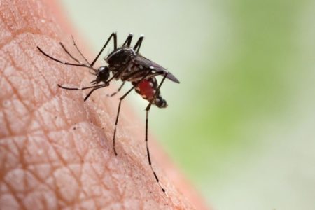 Confirmaron dos casos autóctonos de dengue en Córdoba: hay preocupación por un brote imagen-14