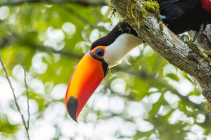 Identificaron al conductor acusado de atropellar a un yaguareté en Iguazú imagen-2