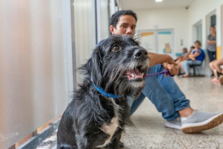 Sanidad Animal: el Imusa intensifica trabajo en los barrios imagen-5