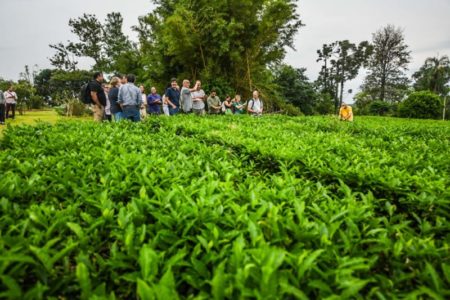 El té misionero recibe impulso internacional con la mentoría AL-Invest Verde imagen-6