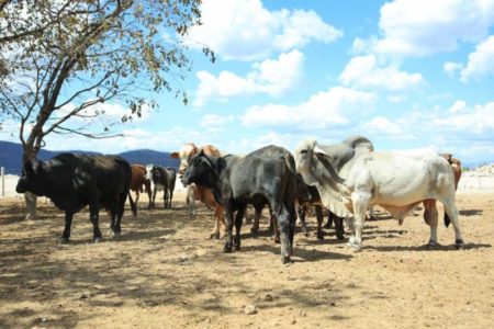 Guatemala declara alerta sanitaria animal tras detectar primer caso de gusano barrenador en 30 años imagen-13