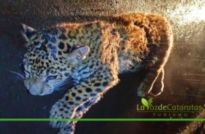 Muerte en la selva: atropellaron y mataron a una cachorra de yaguareté en la RN N° 12 imagen-3