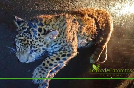 Muerte en la selva: atropellaron y mataron a una cachorra de yaguareté en la RN N° 12 imagen-6