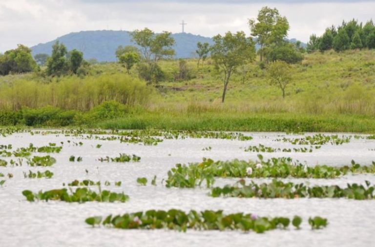 COP16: los pastizales y las sabanas son cruciales para alcanzar los objetivos de biodiversidad, pero están gravemente subvalorados y subfinanciados imagen-4