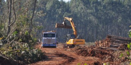 Miradas críticas sobre la expansión forestal en Uruguay y Argentina imagen-9