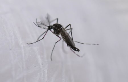 Liberan más de 30.000 mosquitos estériles para reducir la población de Aedes aegypti en la provincia imagen-8