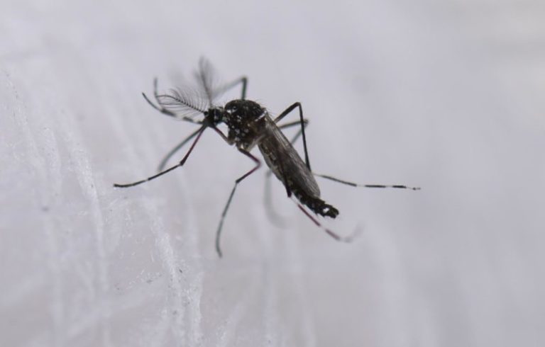 Liberan más de 30.000 mosquitos estériles para reducir la población de Aedes aegypti en la provincia imagen-5