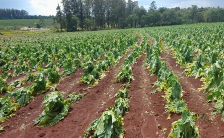 Andresito: continua la advertencia por intensas lluvias y caída de granizo imagen-16