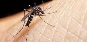 Campaña contra el dengue: este viernes soltarán miles de mosquitos estériles en Nemesio Parma imagen-4