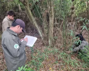 Realizan un relevamiento de la composición florística del Parque Provincial Araucaria imagen-4